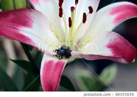 Crocodile staying in a lily flower Crocodile staying in a lily flower 90355039