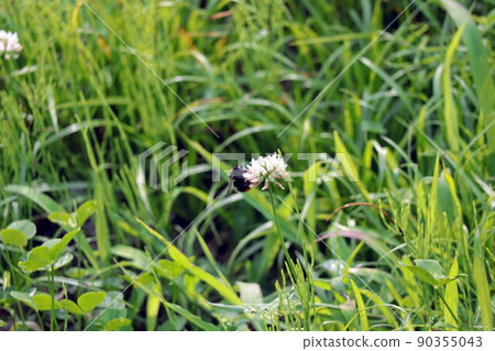 棲息在白三葉草花上的大黃蜂 棲息在白三葉草花上的大黃蜂 90355043