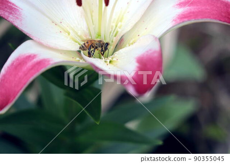 蜜蜂在百合花中潛水 90355045
