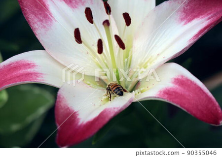 蜜蜂在百合花中潛水 90355046