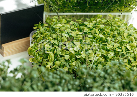 Micro green and black price tag with copy space Micro green and black price tag with copy space 90355516