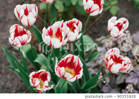 Tulip happy generation in spring in the garden Tulip happy generation in spring in the garden 90355928