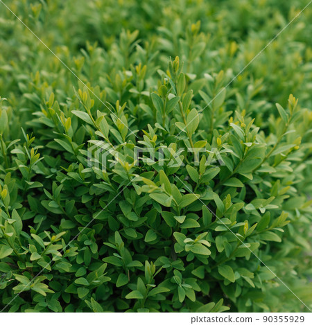 Green hedge boxwood background 90355929