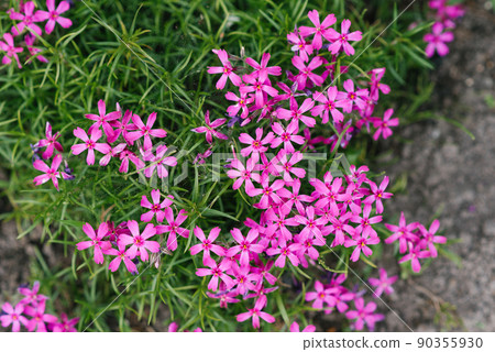 The phlox is awl-shaped. The small flowers are pink with very bright specks in the center. 90355930