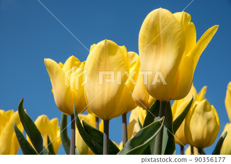 Julianadorp, Netherlands, May 2022. Blooming yellow tulips against a background of blue sky. 90356177