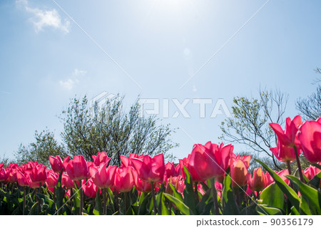 Julianadorp, Netherlands, May 2022. Flowering pink tulips with backlighting. 90356179