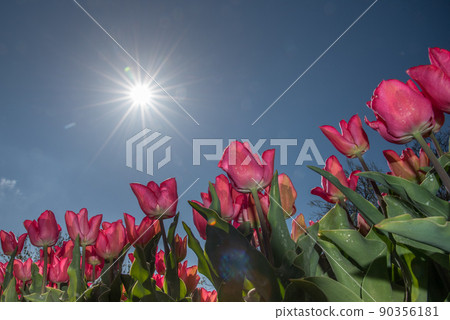 Julianadorp, Netherlands, May 2022. Flowering pink tulips with backlighting. Julianadorp, Netherlands, May 2022. Flowering pink tulips with backlighting. 90356181