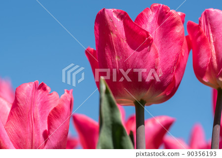 Julianadorp, Netherlands, April 2022. Flowering pink tulips from low perspective. 90356193