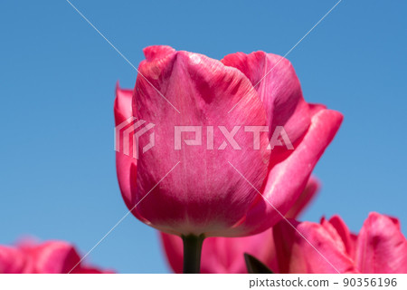 Julianadorp, Netherlands, April 2022. Flowering pink tulips from low perspective. 90356196