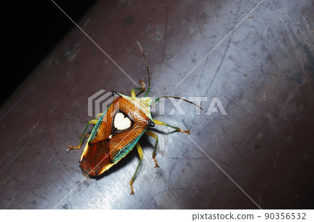 Esakimon stink bug 90356532