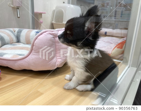 一隻 3 個月大的嬰兒吉娃娃，毛色為黑白相間。 90356763