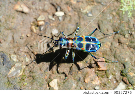 Tiger beetle (Nami tiger beetle) 90357276