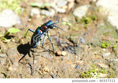 Tiger beetle (Nami tiger beetle) 90357313