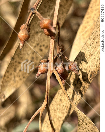 dry branches of eucalyptus with beautiful unusual flowers stacked in a wooden box dry branches of eucalyptus with beautiful unusual flowers stacked in a wooden box 90357456