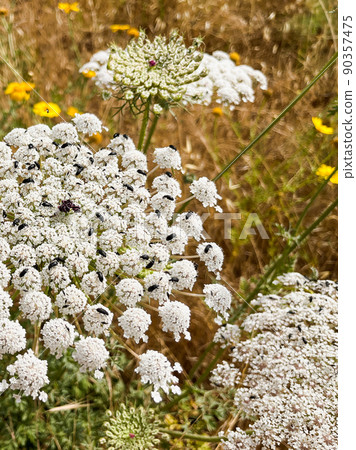 Daucus carota known as wild carrot blooming plant Daucus carota known as wild carrot blooming plant 90357475