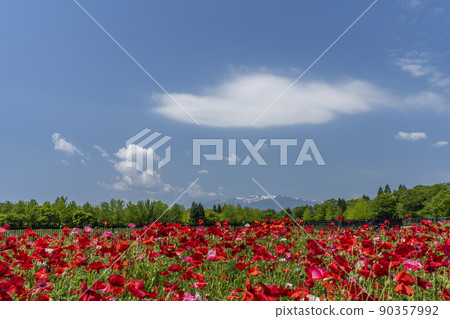 Park scenery Charley Poppy in full bloom and Zao Michinoku Lakeside Park Kawasaki Town, Miyagi Prefecture Park scenery Charley Poppy in full bloom and Zao Michinoku Lakeside Park Kawasaki Town, Miyagi Prefecture 90357992