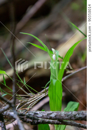 Sasabagin run Sasabagin run 90358014