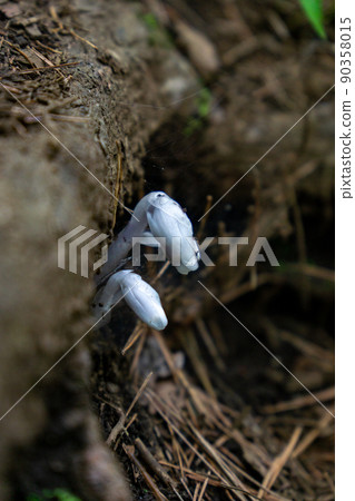 Monotropastrum humilis (Yureitake) 90358015