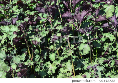 Perilla field leafy vegetables Perilla field leafy vegetables 90358288
