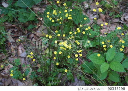 東方假鷹之花 90358296