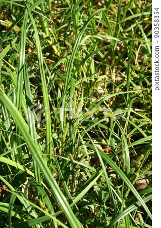 Carex dispalata ears 90358354