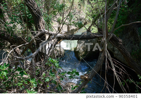 Windbreak and deadwood Ayuna water stream. River Nahal Ayun. Reserve and national park. Upper Galilee, Israel 90358401