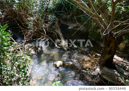 Windbreak and deadwood Ayuna water stream. River Nahal Ayun. Reserve and national park. Upper Galilee, Israel 90358446