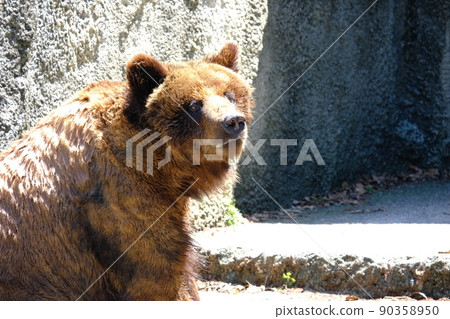 陽光下動物園裡的棕熊 陽光下動物園裡的棕熊 90358950
