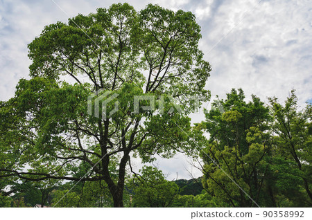 櫻桃樹（落花後） 90358992