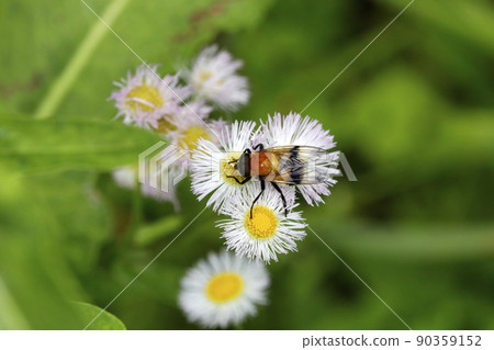 Tortoiseshell hoverfly 90359152