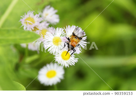 Tortoiseshell hoverfly 90359153