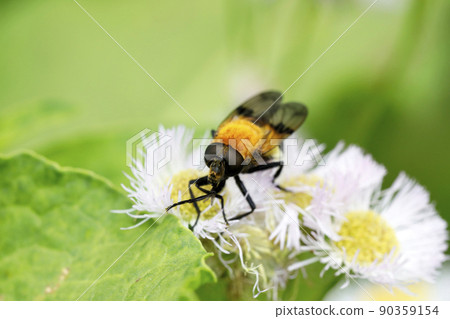 Tortoiseshell hoverfly 90359154