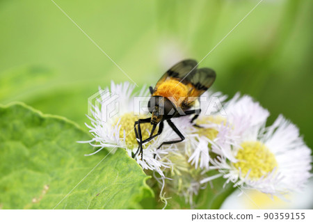 Tortoiseshell hoverfly 90359155