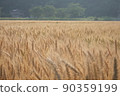 Wheat Autumn 01 90359199