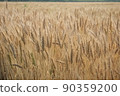 Wheat Autumn 02 90359200