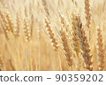 Wheat Autumn 04 90359202