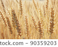 Wheat Fall 05 90359203