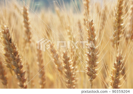 Wolverines 06 90359204