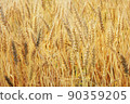 Wheat Fall 07 90359205