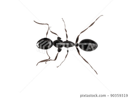 Black ants seen from directly above - Stock Illustration [90359319] - PIXTA