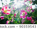 蜀葵在陽光下閃閃發光 90359543