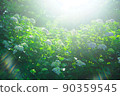 在陽光明媚的草地上綻放的繡球花 90359545