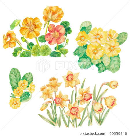 三種黃色花朵的手繪水彩插圖:金蓮花、報春花、水仙 三種黃色花朵的手繪水彩插圖:金蓮花、報春花、水仙 90359546