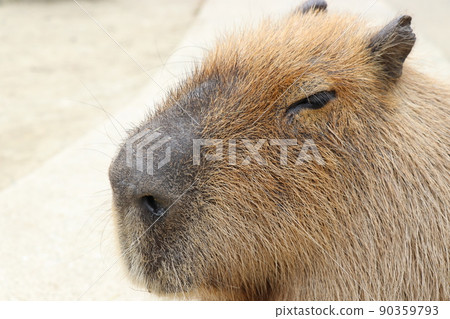 治愈困倦的水豚 90359793