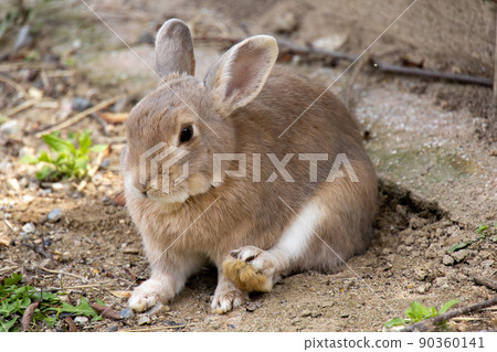 棕兔 90360141