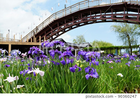 Ayame flower in full bloom in Suigo Itako Ayameen, Ibaraki prefecture in early summer 90360247