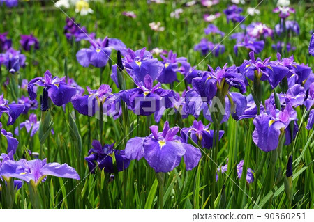 A close-up image of the blooming scenery of the iris flowers in full bloom in the Suigo Itako Ayame Garden in early summer in Ibaraki Prefecture. 90360251