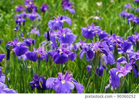 A close-up image of the blooming scenery of the iris flowers in full bloom in the Suigo Itako Ayame Garden in early summer in Ibaraki Prefecture. A close-up image of the blooming scenery of the iris flowers in full bloom in the Suigo Itako Ayame Garden in early summer in Ibaraki Prefecture. 90360252