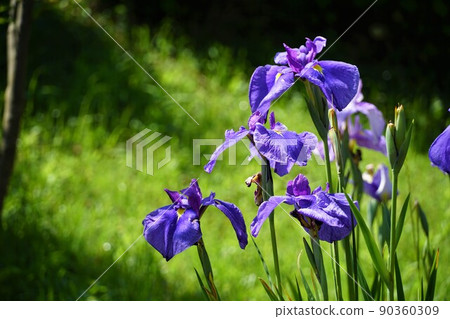 A close-up image of the blooming scenery of the iris flowers in full bloom in the Suigo Itako Ayame Garden in early summer in Ibaraki Prefecture. A close-up image of the blooming scenery of the iris flowers in full bloom in the Suigo Itako Ayame Garden in early summer in Ibaraki Prefecture. 90360309