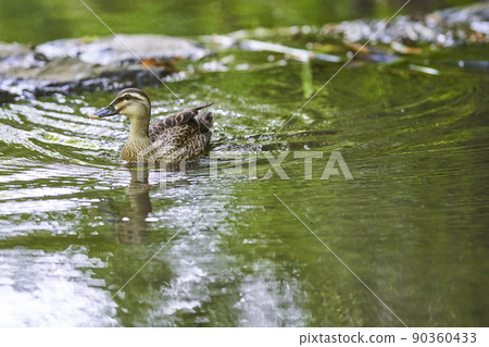 Spot-billed ducks swimming in the park pond 90360433